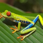 Vibrant green geckos on rocky surface with lush leaves