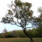 Vivid artwork of tree with lava-like branches against dark, cone-shaped trees and cloudy sky