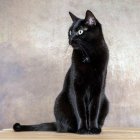 Black Cat with White Wings Curled Tail on Feathered Background