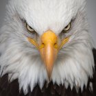 Vibrant eagle painting with golden beak and colorful splattered feathers