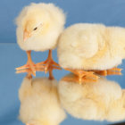 Three White Fluffy Creatures with Blue Eyes Reflected in Surreal Water