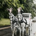 Person in top hat driving horse-drawn carriage under starry sky