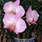 Intricate purple orchids on dark green foliage.