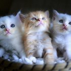 Five kittens surrounded by colorful flowers in wicker basket