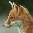 Majestic Fox with Golden Patterns on Teal Background