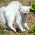 White Cat with Blue Eyes in Abstract Watercolor Art