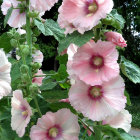 Pinkish-White Hollyhocks Painting with Greenery and Sky