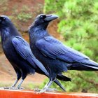 Iridescent blue ravens with twisted trees and yellow flower