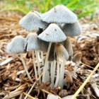 Three elderly men with beards in hats and cloaks, holding walking sticks in autumn forest.