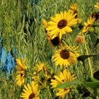 Colorful sunflower art on patterned backdrop with organic motifs in green, blue, and yellow.