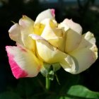 Colorful Rose Painting with Vibrant Droplets on Dark Background