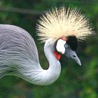 Detailed White Crane Image with Blue Wings & Ornate Pattern