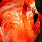 Colorful Flamingo Close-Up with Orange and Pink Feathers