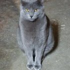 Grey Striped Cat with Green Eyes Surrounded by Blooming Blue, Purple, and White Flowers