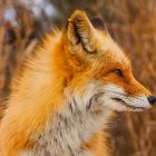 Vibrant Fox Head Artwork with Circular Patterns and Bubbles