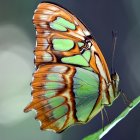 Colorful Butterfly Painting Surrounded by Flowers on Blue-Green Background