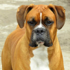 Brown and White Boxer Dog with Contemplative Expression and Distinctive Fur Wrinkles