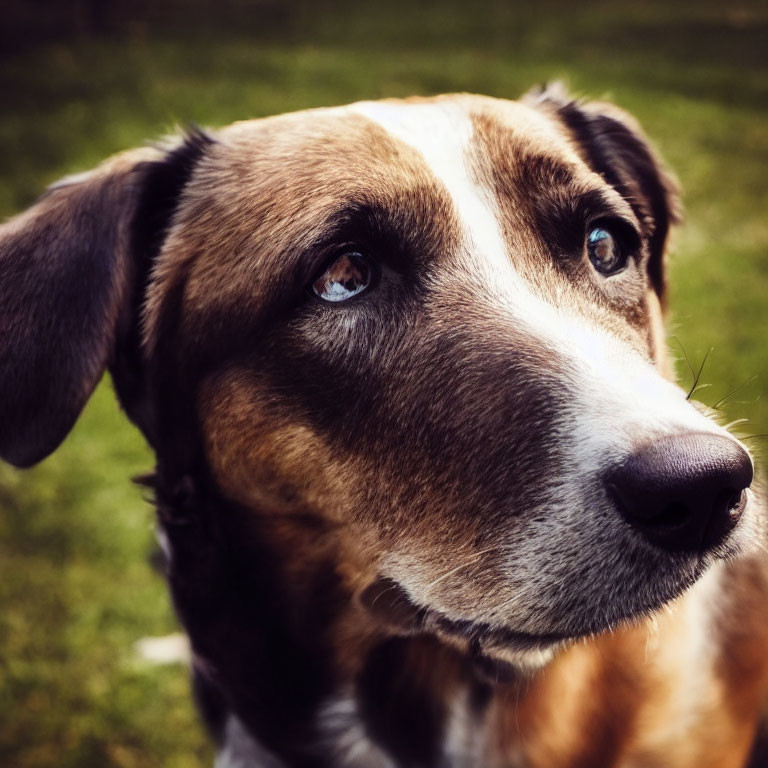 Brown and White Dog with Soulful Eyes in Close-up Shot