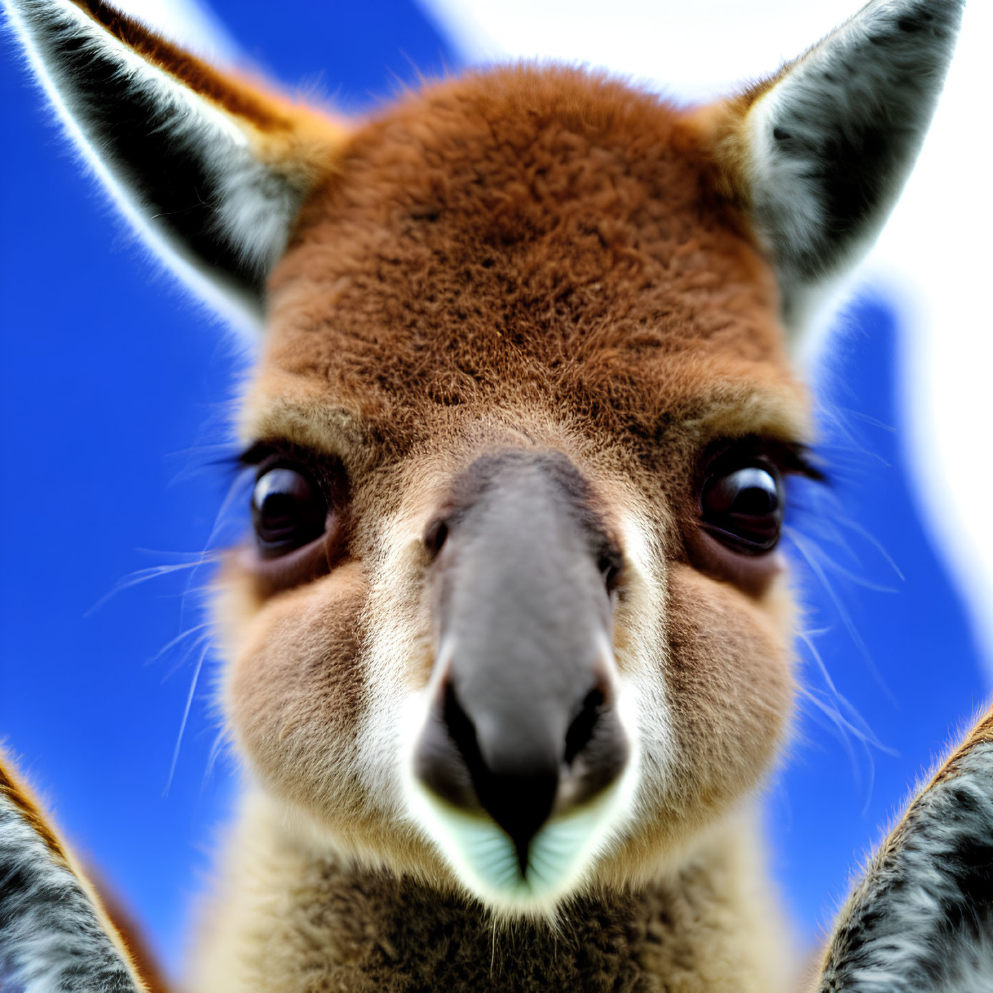 Detailed Kangaroo Face with Expressive Eyes and Pointy Ears on Blue Sky Background