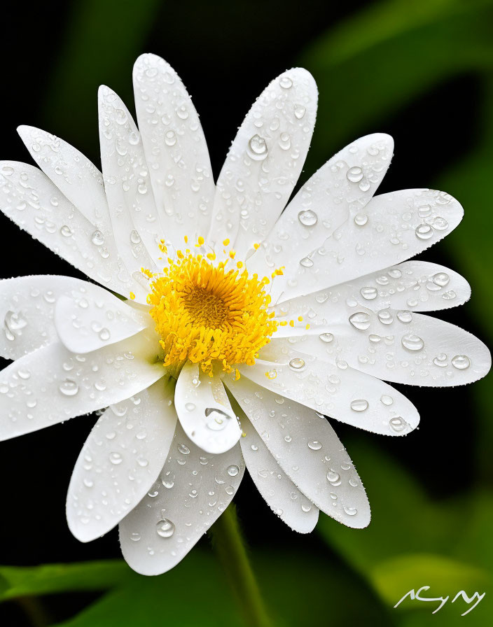 White daisy with yellow center and water droplets on petals against dark green background