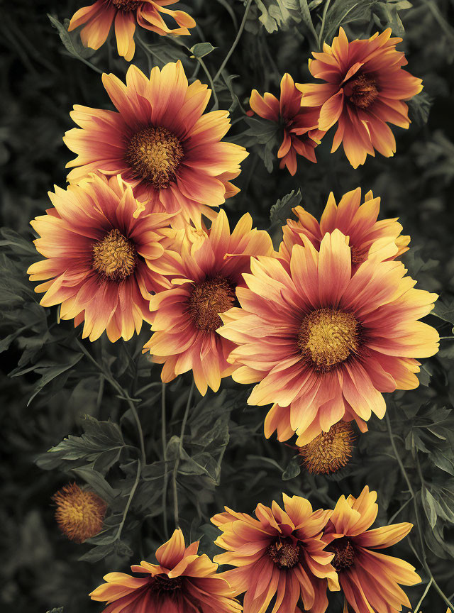 Colorful Orange and Yellow Flowers with Dark Green Foliage