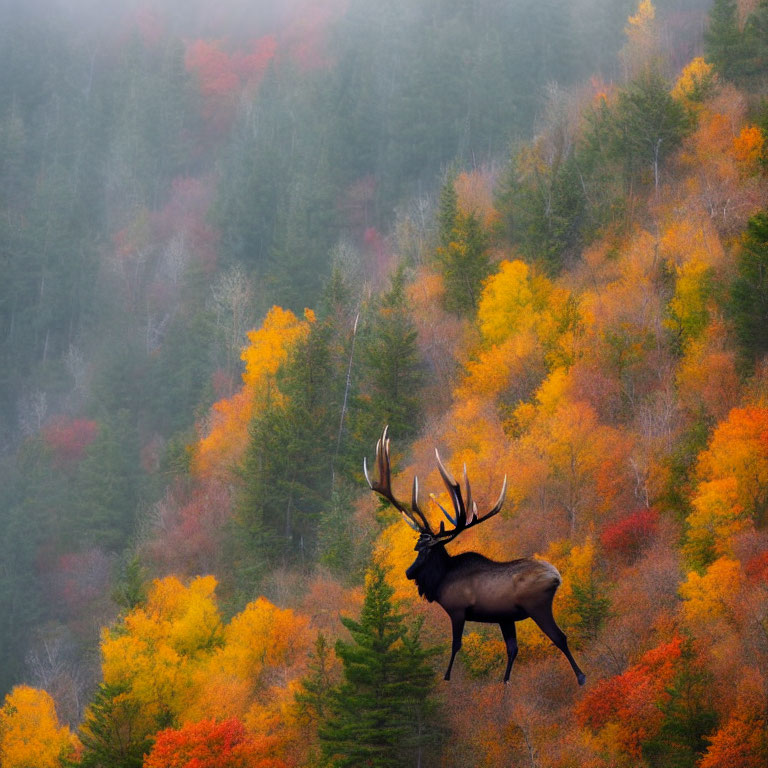 Majestic elk in misty autumn forest landscape