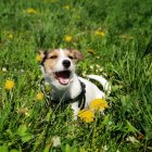 Two joyful dogs in vibrant flower-filled forest clearing