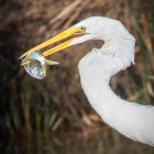 White Egret with Yellow Beak Holding Fish in Muted Background