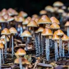 Brown-Capped Mushrooms with White Spots in Greenery