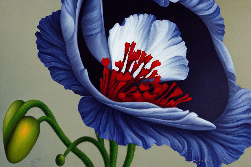 Detailed painting of blue poppy in full bloom with white edges and red center, next to green bud