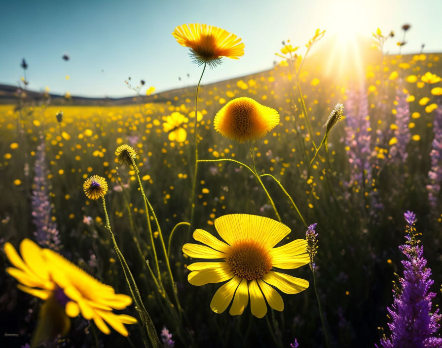 Vibrant yellow wildflowers under clear blue sky