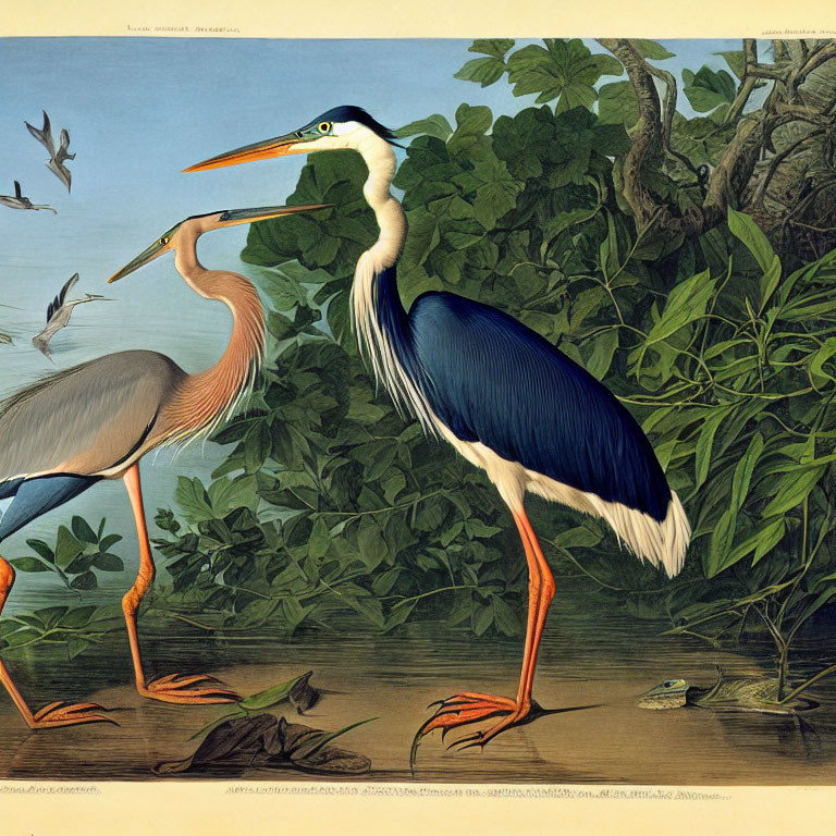 Vibrant illustration of two large herons with frog in greenery