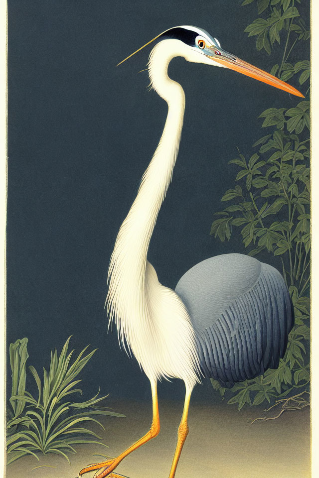 White heron with orange beak and legs beside green foliage on gray background