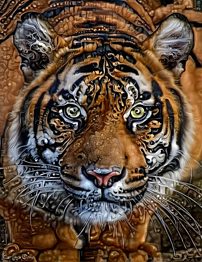 Tiger Stare