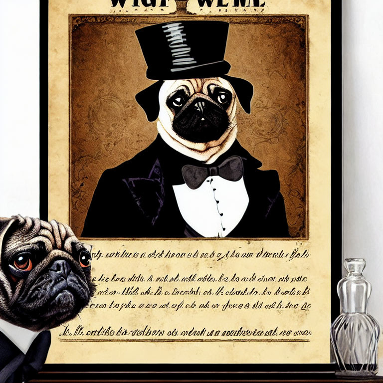 Sophisticated pug in suit and top hat with real pug and perfume bottles.