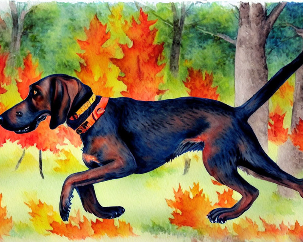 Black Dog with Red Collar Running in Autumn Forest with Red and Orange Leaves