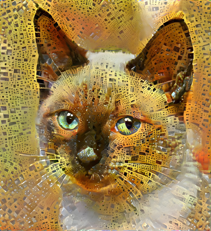 Siamese Cat