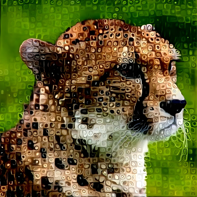 Cheetah 