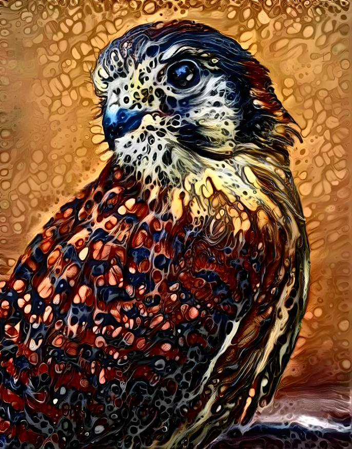 Falcon Fred