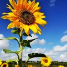 Bright sunflower painting against blue sky with fluffy clouds.