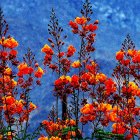 Colorful painting of red and orange flowers on deep blue background