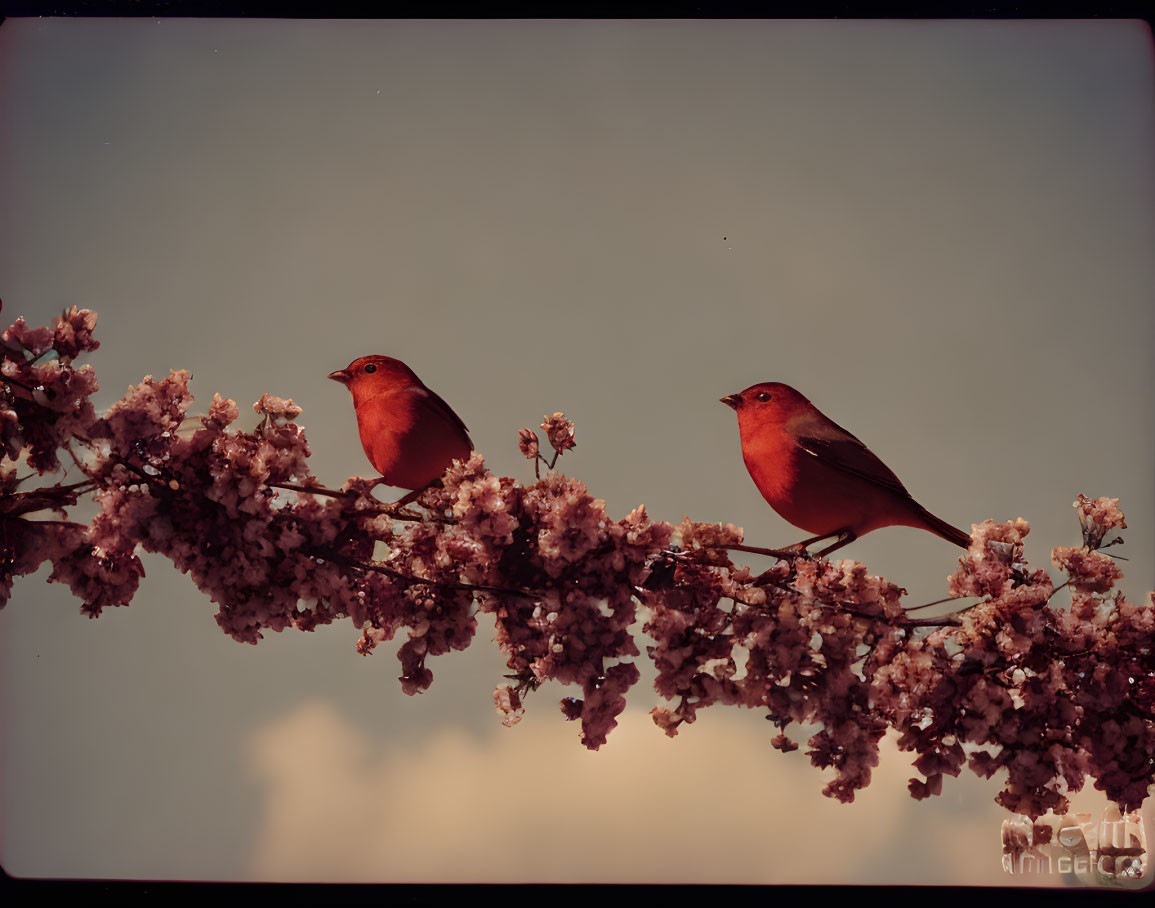 Vibrant orange birds on blossoming branch against dusky sky