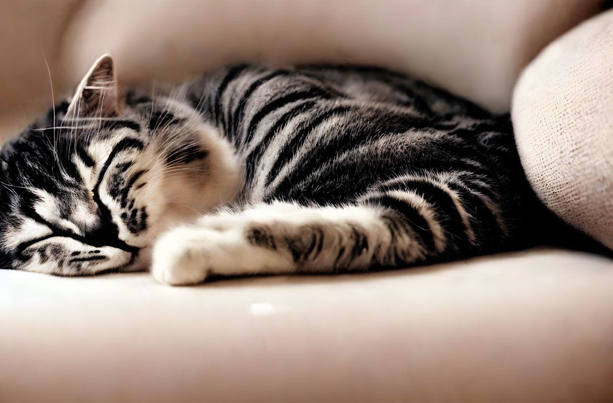 Cozy Gray-Striped Cat Sleeping on Beige Couch