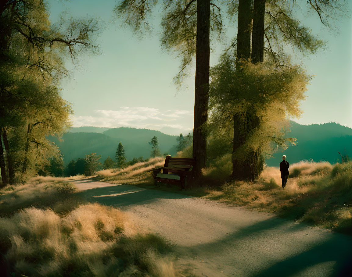 Sunlit forest clearing with winding path, bench, and solitary figure among tall trees.