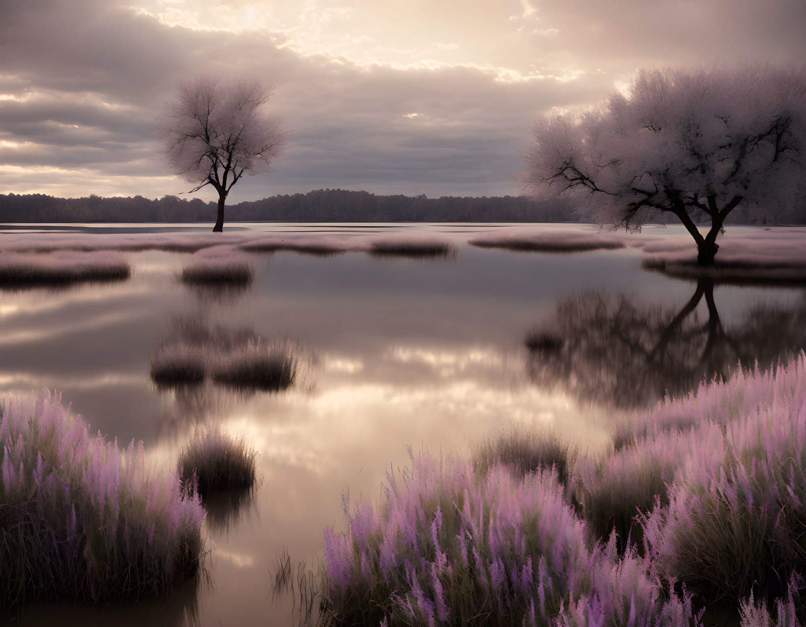 Tranquil Landscape with Reflective Water and Trees