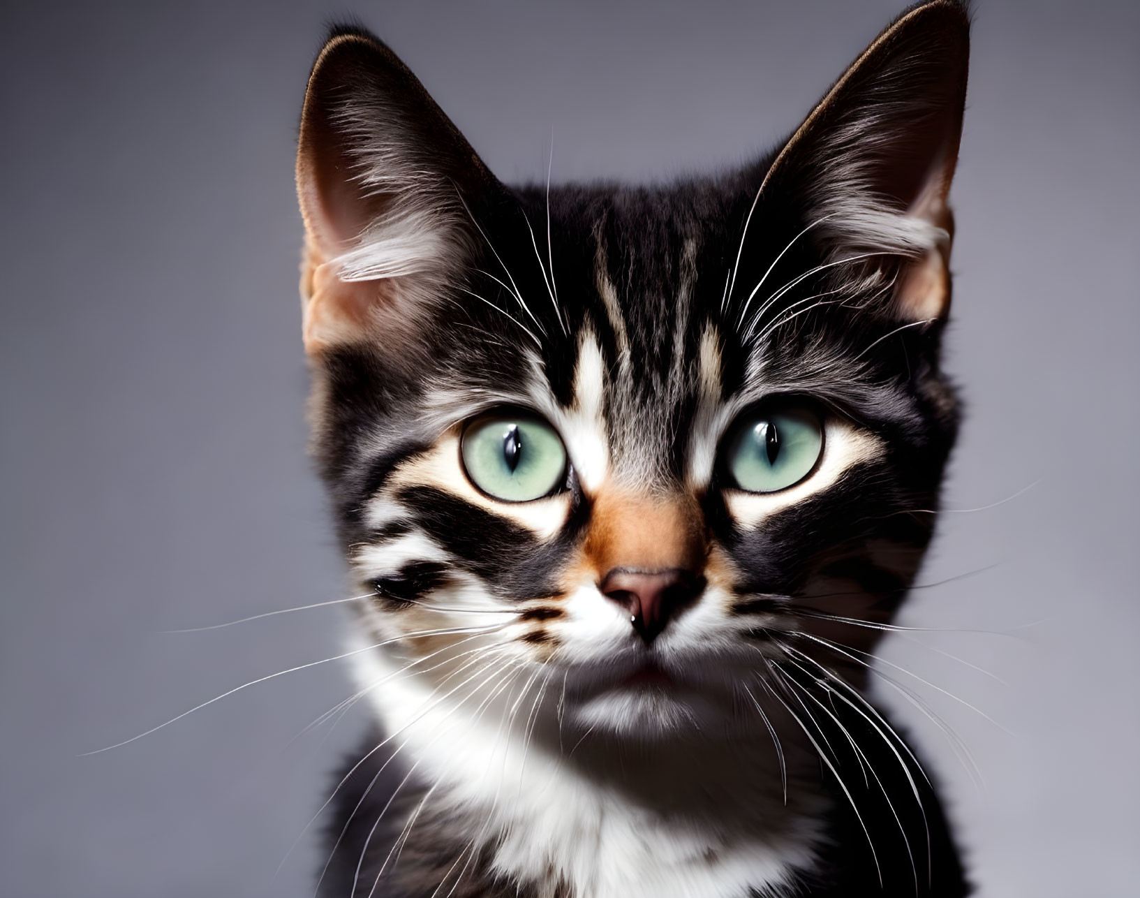 Black and white cat with green eyes and whiskers on grey background