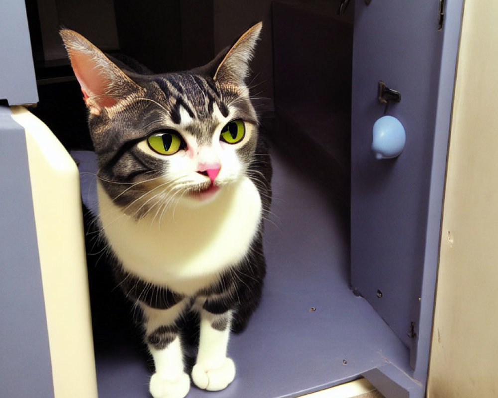 Black and White Cat with Green Eyes Sitting in Open Cabinet