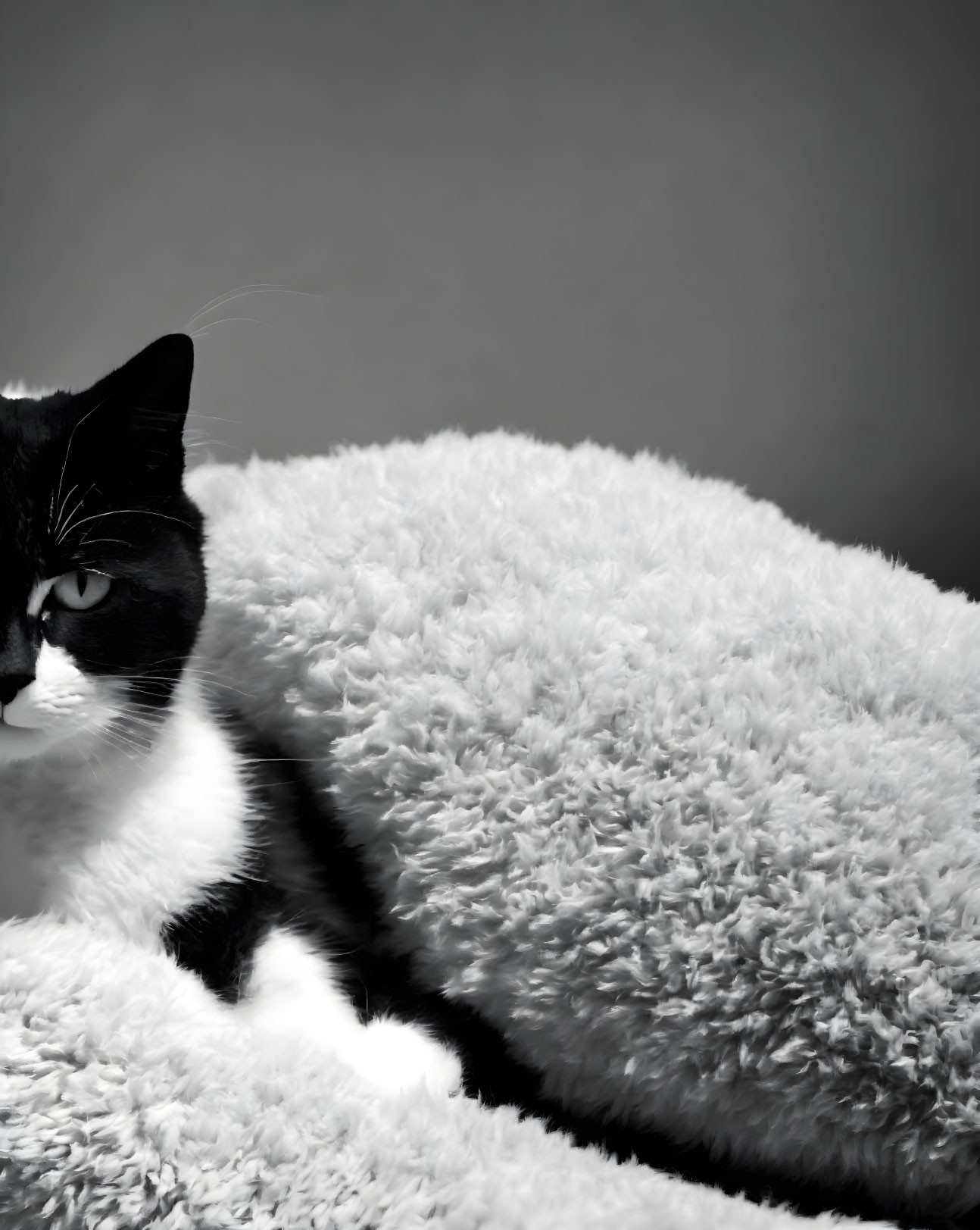 Black and White Cat Relaxing on Fluffy Cushion on Gray Background