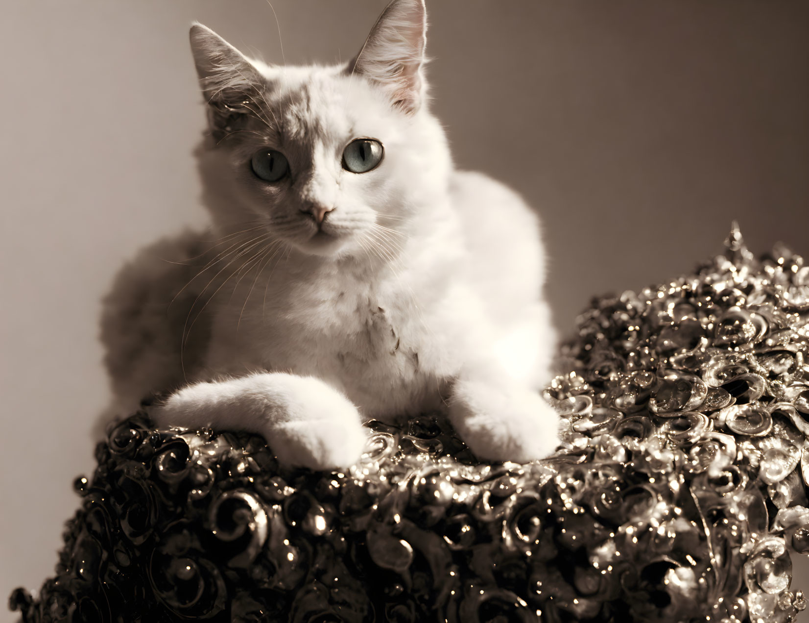 White Cat with Blue Eyes Resting on Textured Cushion in Sepia Photo