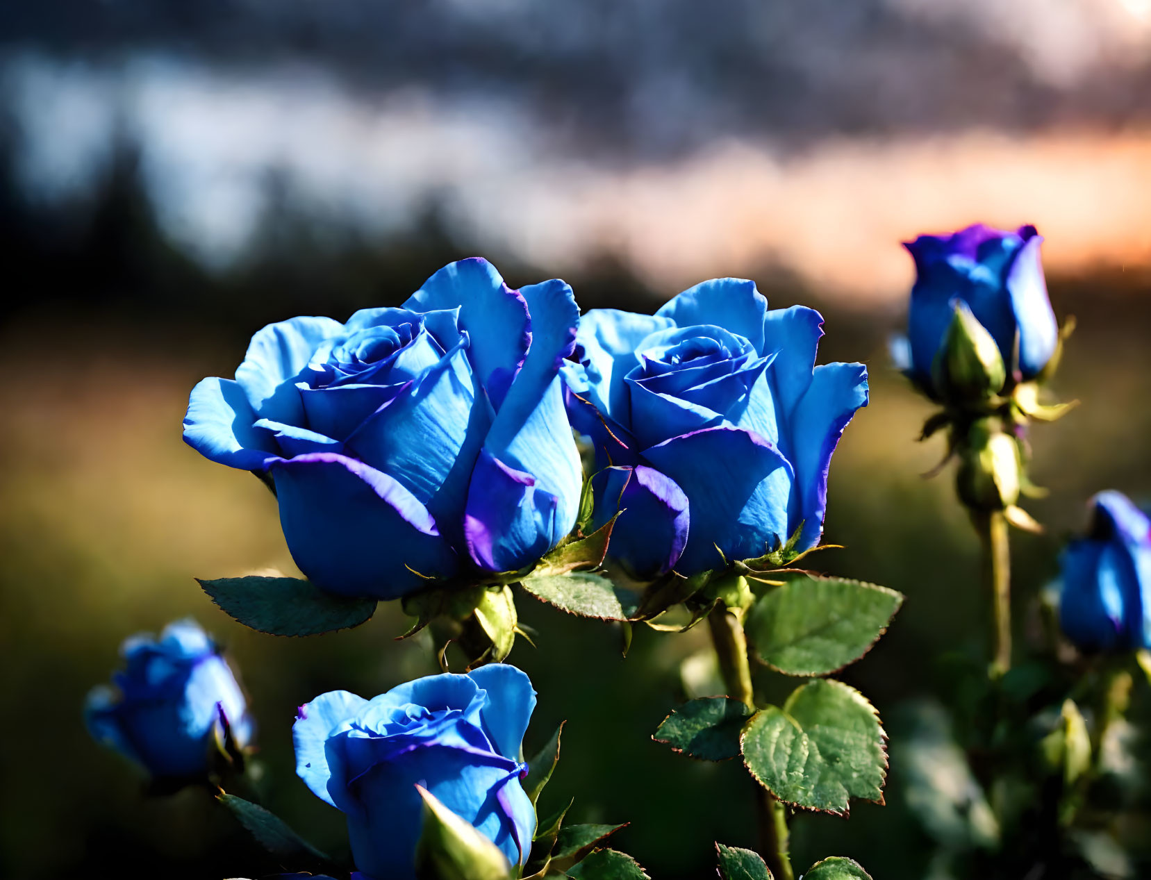 Vibrant Blue Roses Blooming Against Sunset Sky